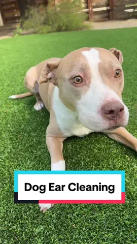 Dog Ear Cleaning Wipes #dogcare #toptiernovember #tiktokshopblackfriday #tiktokshopcybermonday 