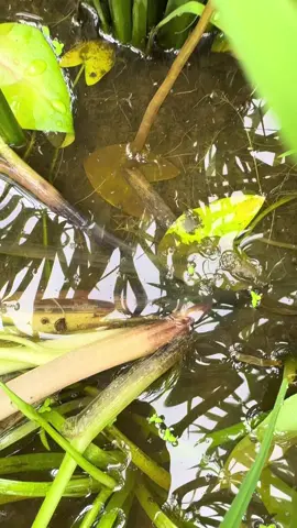 Selepas 4hari racun keladi 🌾🌾🌾🌾 pokok padi masih segar tak kencat….