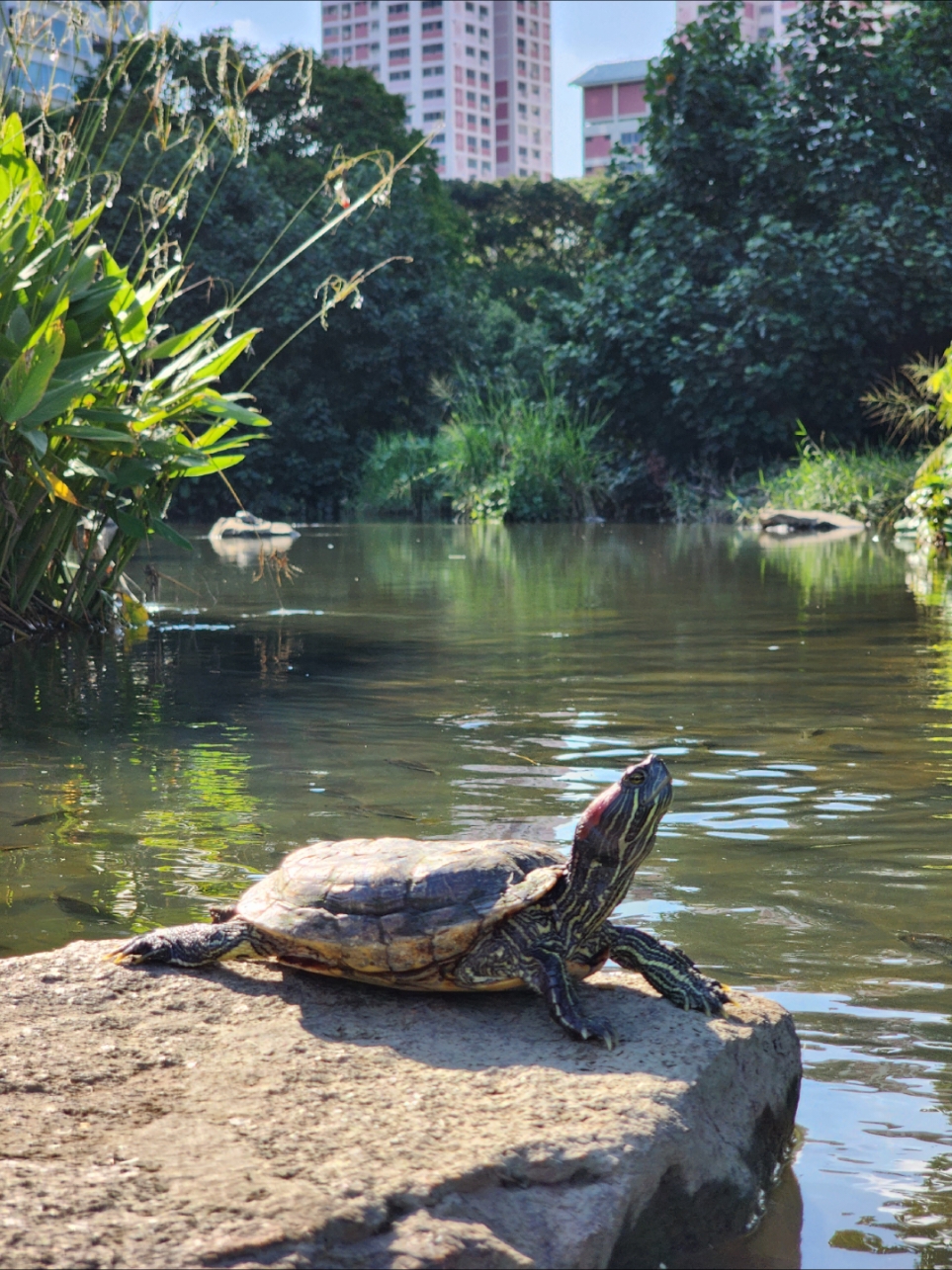 Bishan-AMK Park walk across the 'river' on stepping stones. See the terrapin walk towards you.  #park #singapore #singaporeparks 