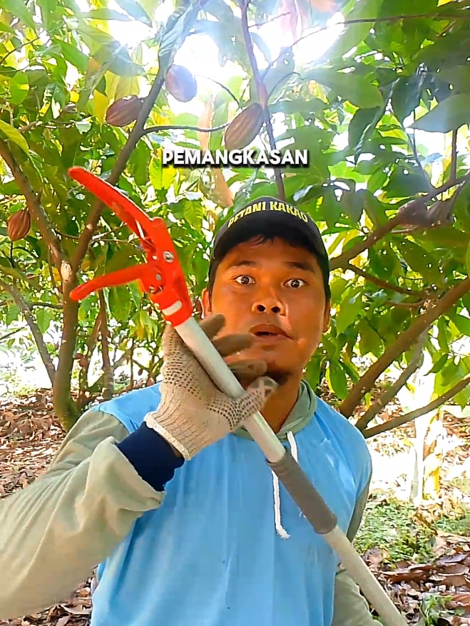 Pemangkasan produksi kakao dengan alat pemotong teleskopik dengan panjang 2,2 meter dan 3 meter #guntingdahan #gunting #kakao 