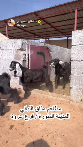 افتتاح فرع مطعم مذاق اللباني طريق عروة باتجاه المطل بـ #المدينة_المنورة #مطاعم_المدينة مع #سلطان_المرواني 