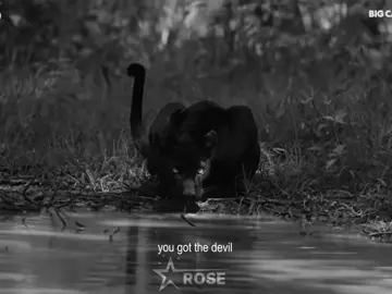 devil’s eyes♟️#panther  #blackpanther  #animals #felin  #felinos  #edits #edit #foryou #fyp #foryoupage #fypage #fypp -#foru #viral #trending #perte #neiperte #neituoiperte #fyppp 