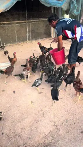 ผู้ล้วนน ❤️🐓#ทองนครฟาร์ม 