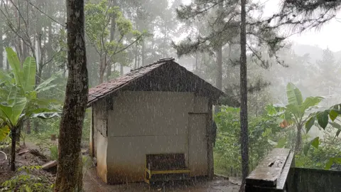 relaksasi suara hujan 10menit tanpa jeda #hujan #rain #novemberrain #relaksasi  #hutan  #alam hutanpinus
