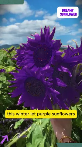 👇👇👇Thanksgiving is coming. It's better to send some memorable gifts. 🎁 The purple sunflower discount continues🥰#purplesunflower #fcgarden #sunflower #giftideas #growflicker #easygardening #flowers 