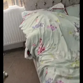 Wakey wakey #fyp #catsoftiktok #pinkpantheress 