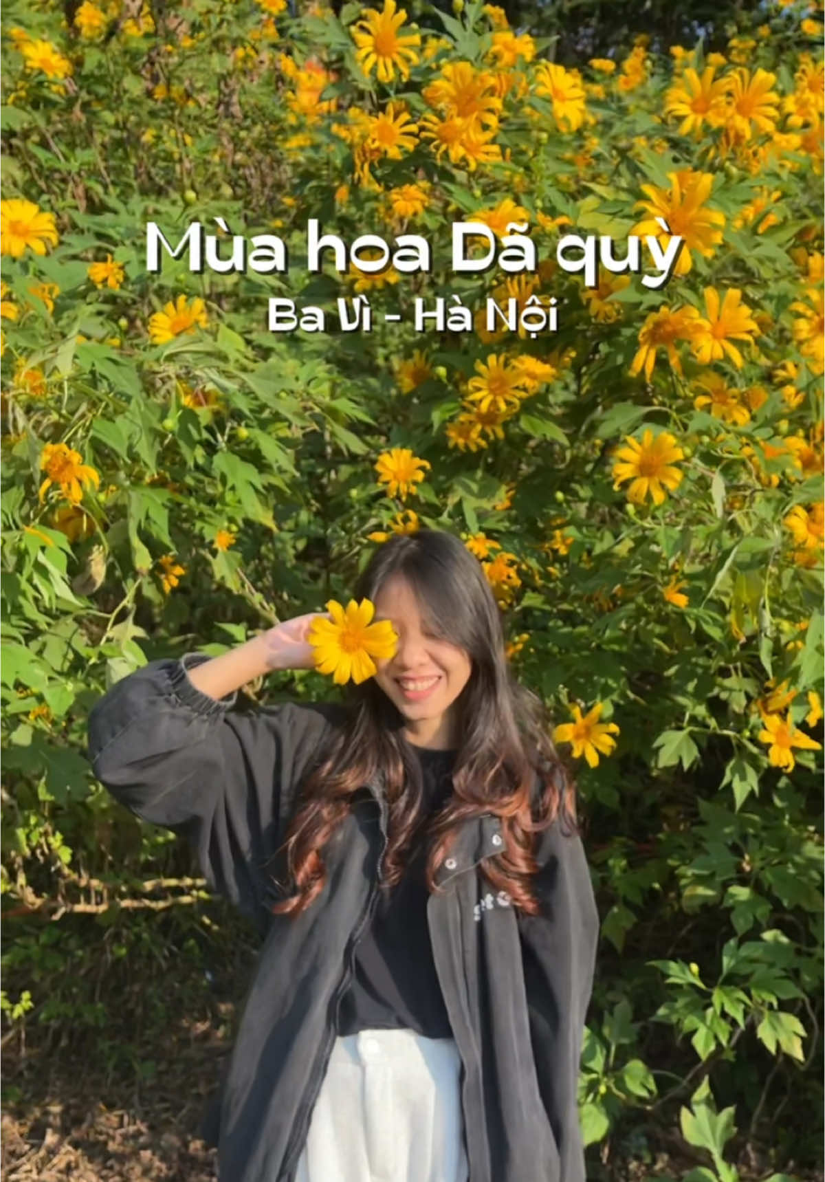 Rủ hội bạn đi Ba Vì ngắm hoa dã quỳ ngay thôii!!!  #fyp #hobeng #bavi #hoadaquy #vuonquocgiabavi 
