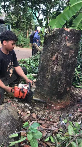 Công việc cưa cây mít.,