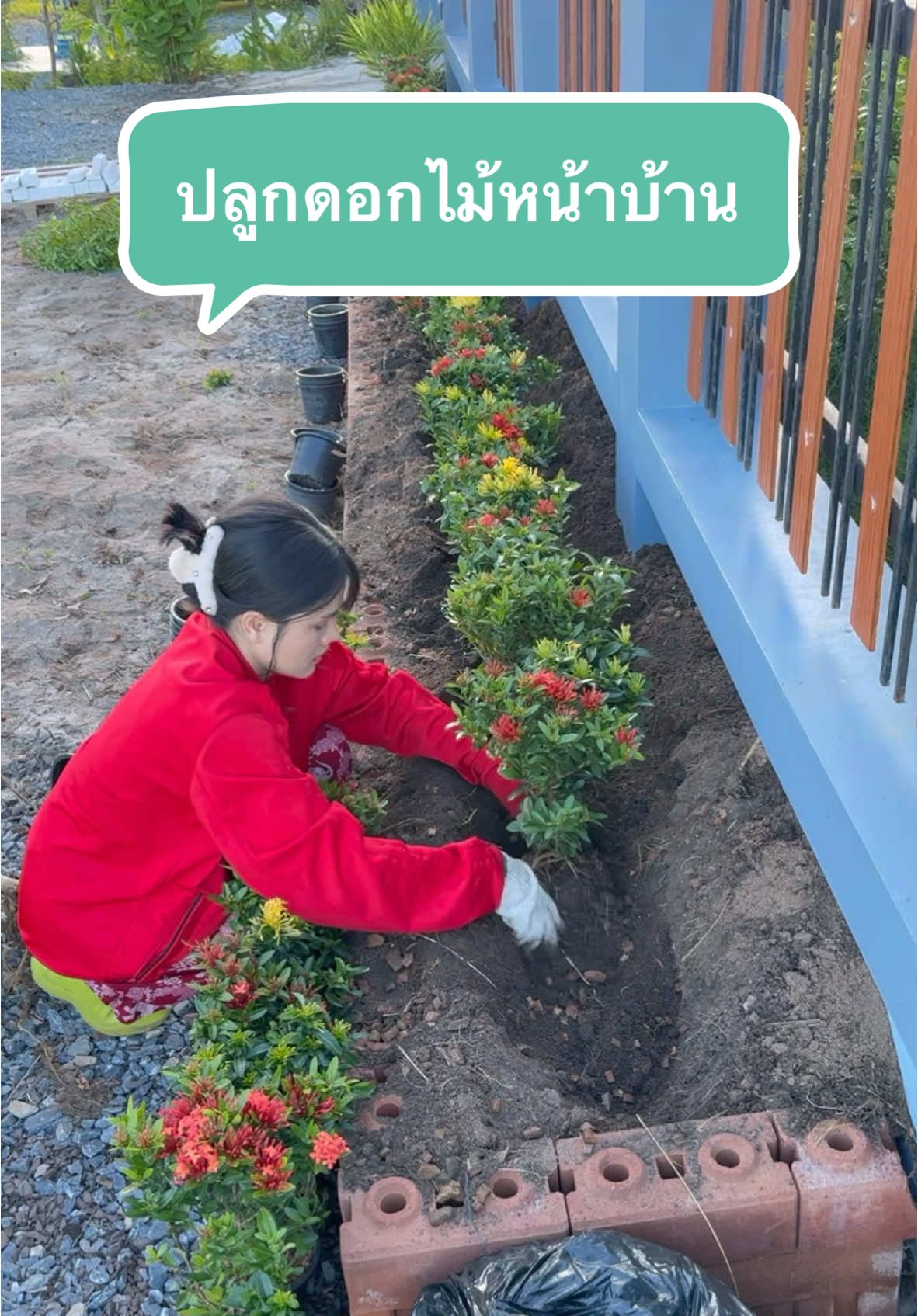 ปลูกดอกไม้หน้าบ้านกันค่า #งานบ้านที่รัก #เฮาบดบี้ #ครีมกําจัดขนเดซี่ #เทรนด์วันนี้ 