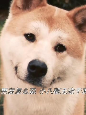 Hachiko chú chó trung thành #auaudouyin #douyin#douyin抖音 #reviewphim