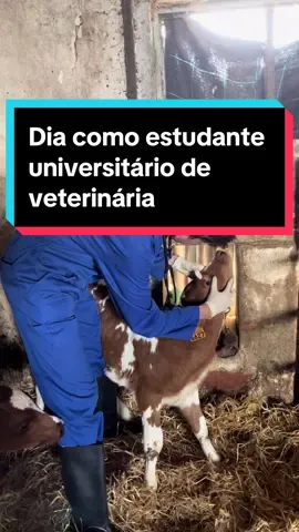 Dia como estudante de Veterinária-Exploração de bovinos 🐄 @Afonso Brito @Tiago Magalhães #medicinaveterinaria#veterinaria#medvet#veterinary#veterinario#estudante#estudantedemedicina
