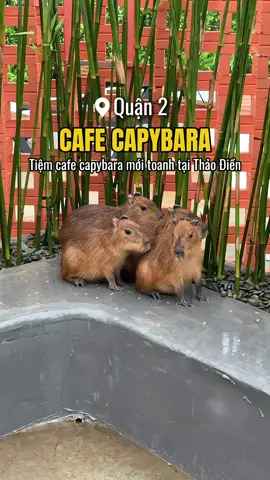 Chi nhánh 2 của Cafe Capybara đầu tiên tại Việt Nam nay đã có mặt tại Sài Gòn r đó #cafe #coffee #reviewcafe #capybara #kapicafe #xuhuong #LearnOnTikTok 
