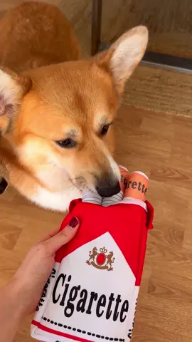 Smoke break🚬 #dog #corgi #animal #cute #lovecorgi #corgipuppy #humor #fyp #recomendations 