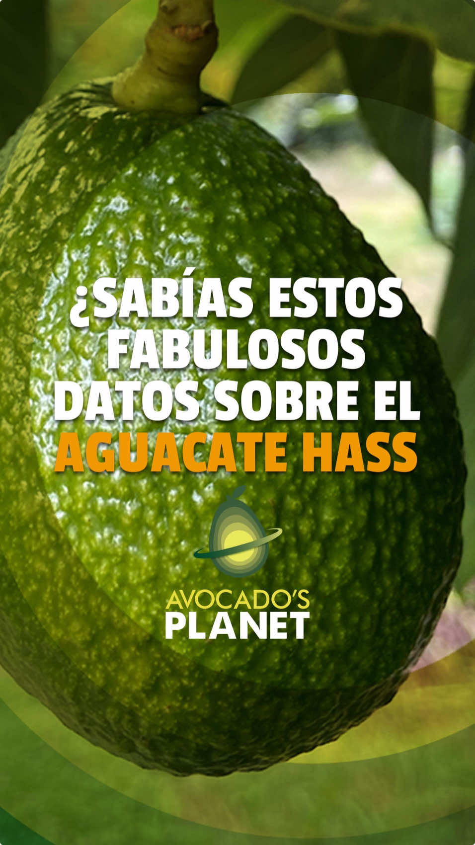 🥑✨ ¡Datos que quizás no sabías sobre el Aguacate Hass! Descubre por qué el aguacate Hass es mucho más que un simple ingrediente y es el favorito en todo el mundo 🌎 ¡Dale play y enamórate de esta superfruta! 💚 #AvocadosPlanet #AguacateHass #Exportación #SuperFruta #CuriosidadesVerdes #SaludableYDelicioso 