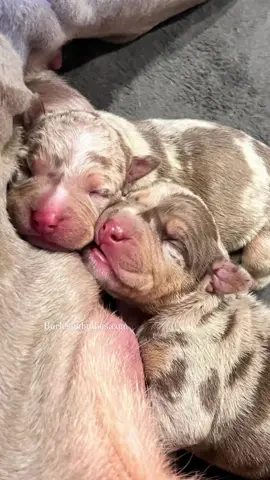 Welcome to the World!! 🎉🎊🎂😆 #GambinoTottie 817-995-8725 🐾🐾 We Don't Find Homes for new Dogs...We Match Perfect Homes for Perfect Pups 😊 www.Burlesonbullies.com 🐾🐾 #BurlesonBullies #GotTex #FckSloppy #GotBurleson 