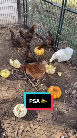 PSA Give chickens your pumpkins! 🐓 #pumpkin #seeds #chicken #psa #momtok #christmas #family #teamwork #creatorsearchinsights #fyp 
