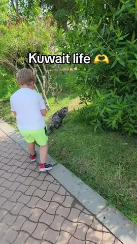 Moving to another country was scary. But, we've traveled so much since living in the Middle East and experienced so much culture and tradition, and KDD chocolate milk. Just a few snippets from our year of stray cats, good food, good people, and travel. 🫶🇰🇼 #usedtoloveme #usedtolovemechallenge #JamesCharles #expats #lifeinkuwait #kuwait_tiktoker #kuwait #kuwaittiktokers #travellife  @James Charles 