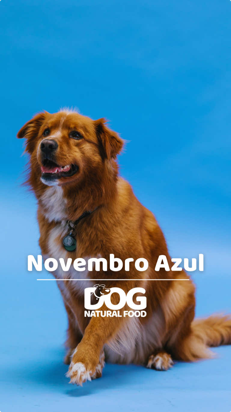 Vem conhecer um pouco mais sobre o Novembro Azul Pet 🐶💙 #cachorro #caes #pets #saudecanina #novembroazul #novembroazulpet 