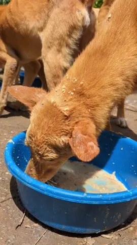 #animalsoftiktok #makemefamous #doglover #christianoronaldo #dogshelter #dogsoftiktok #donaldtrump 