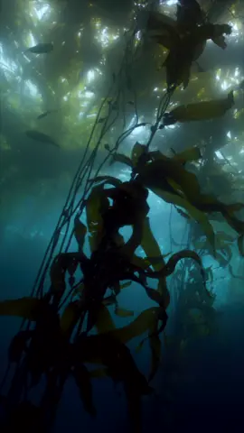 Wade your way into the weekend by tuning into Krill Waves Radio. And remember this crucial dive safety rule: Just keep breathing. Tune in and tune out at the link in our bio! 🎧 #montereybayaquarium#ocean#kelpforest#seal#fish#calm#meditation
