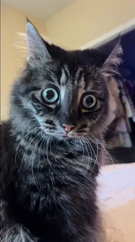 #fyp #foryou #foryoupage #cat #fypage #catsoftiktok #PetsOfTikTok #pets #funnycat 