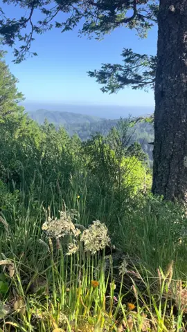 Don't ever stop trying to make the world a better place 🤍                        #muirwoods #mttam #gratitude #positivity #hope #nature 
