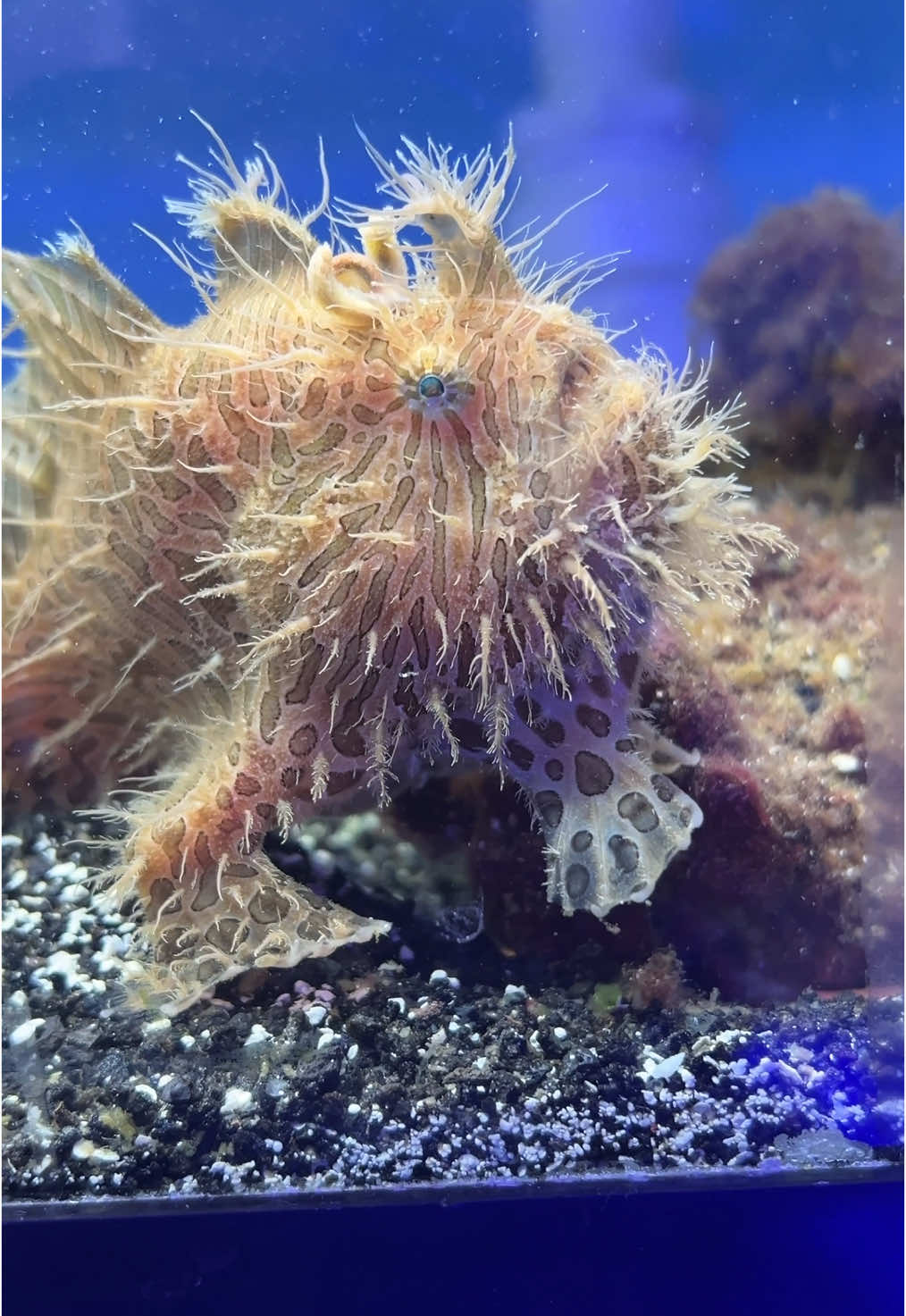 Hairy frogfish at the shop! #saltwaterfish #frogfish #aquariums #saltwateraquarium #rarefish 