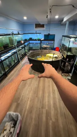 My fish ran away from home and left their tub empty 😔. #fish #hmmfish 