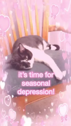 season of depression (but its year round)  #cat #cats #catmeme #catmemes #funnycat #funnycats #cattok #fyp 