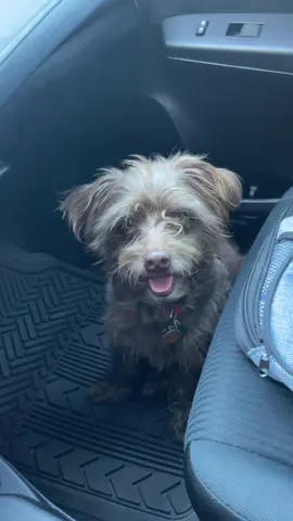 #creatorsearchinsights #dogreels #fypシ 