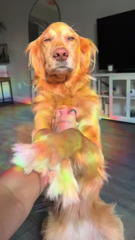 only the best smile in the whole universe 🥹🤍 #dog #trend #trending #relatable #fyp #golden #goldenretriever #funnydog 