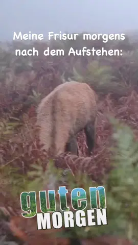 #gutenmorgen #gutenmorgentiktok #gutenmorgendeutschland #gutenmorgenihrlieben☕🥰🍀♥️🌹 #gutenmorgenwelt #happysaturday #happysaturdayeveryone #wochenende #samstag #happyweekendeveryone #lustigevideos #lustig #humor #lachen #comedyvideo #laugh #fypppppppppppppp #spassmusssein #witzigesprüche 