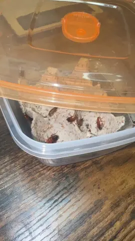 The only person traumatized in the making of these videos is me and the bugs.  #pixie #pixiefrog #frog #frogs #frogsofinstagram #amphibians #amphibiansofinstagram #frogger #daily #cute #animal #pets #reptile #reptiles #reptilekeeper #reptilelover #instagram #tiktok #reels #funny #animal #animals 