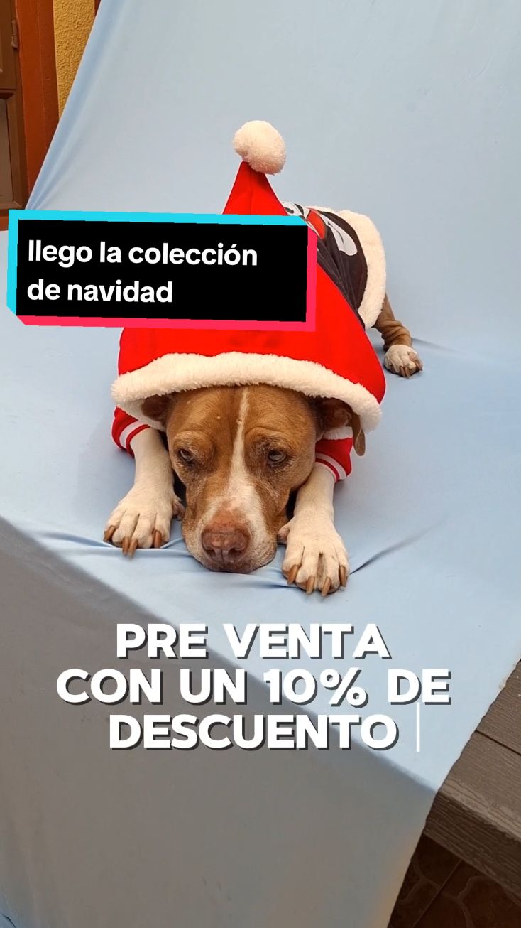 Lista nuestra colección de NAVIDAD para PERRITOS 🐾  Hasta el 15 de noviembre vas a encontrar todos los artículos navideños para tu PELUDO con un 10% de descuento 🔥🔥🔥  Recuerda que nosotras nos especializamos en tallas GRANDES para PERROS de hasta 80kg  Si quieres más información o saber la talla de tu peludo escríbenos por Whatsapp al 3118681435 #petlovers #somosfabricantes #mascotas #ropaparamascotas #navidad #ropaparaperro #ropanavideña #coleccionnavideña #pet 