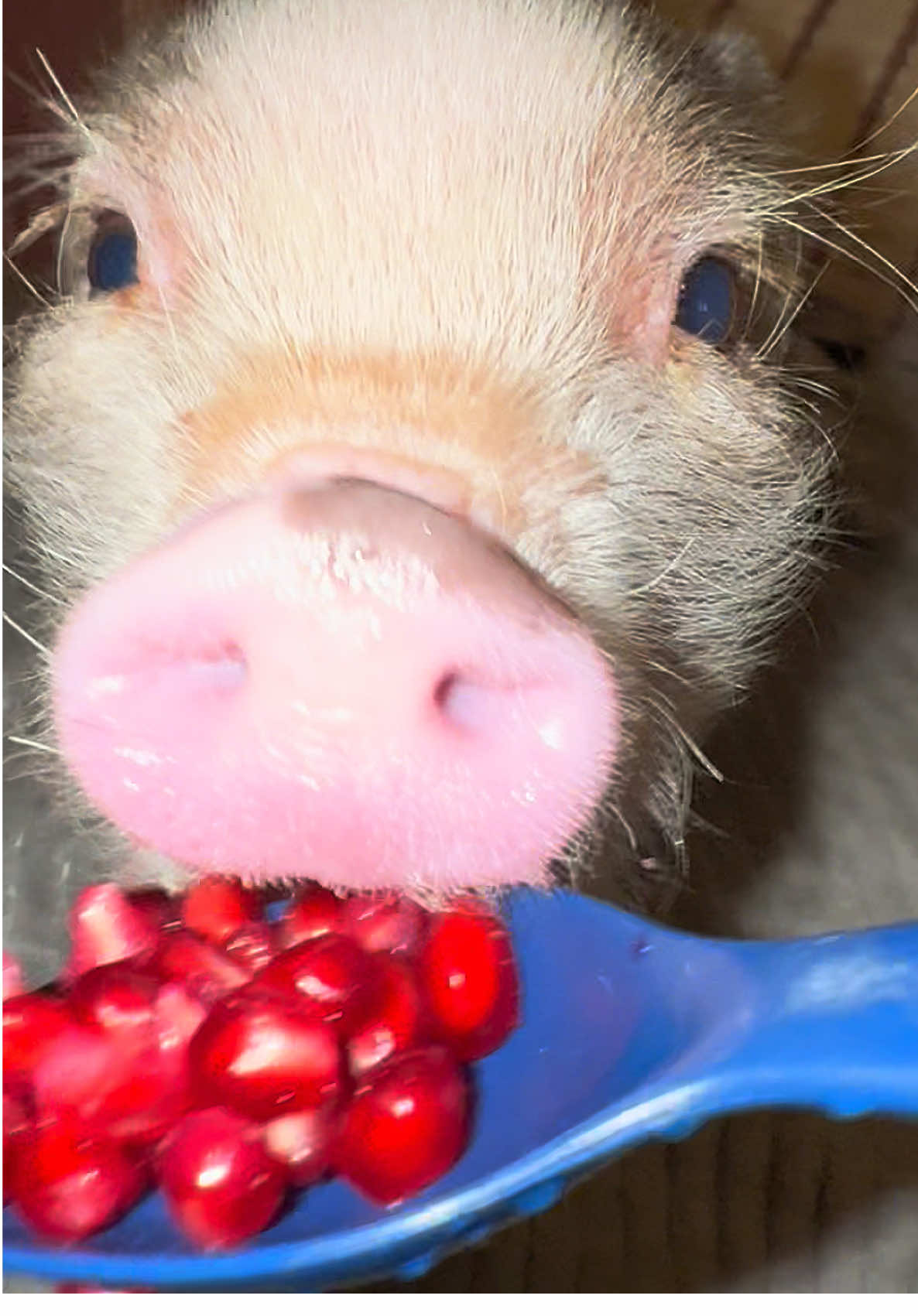 More #pomegranate #minipig #minipigsoftiktok #pigsoftiktok #piglet #pig #snack #asmr #asmrsounds 