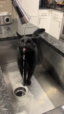 Luca’s our love🐈‍⬛💙 #blackcat #blackcatsoftiktok #cats #cat #kitten #kitty #kittensoftiktok #fypシ #fyp 