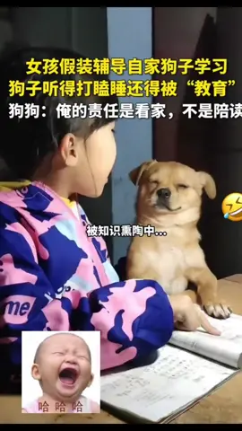 小主人假裝輔導自家狗仔學習，聽的小狗直犯迷糊 #萌寵 
