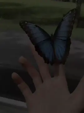 Tumi amre onek Shoker khuje paoya ek projapoti nil..! ♡  . . #foryou #foryoupage #fppppppppppppppppppp #fyyyyyyyyyyyyyyyy #fyp #by_ema_01 #fppppppppppppppppppp #fppppppppppppppppppp #fyyyyyyyyyyyyyyyy #by_ema_01 