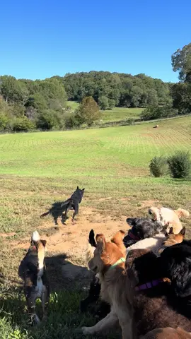 Ever seen 70 dogs running through a field? Now you have. #DogsWereMeantToRun 🐶😎 #BarkCampFarm #BarkCampDogs