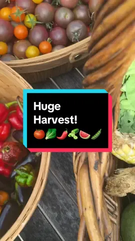 This #harvest includes radishes, cucamelons, bush beans, peppers, watermelon, tomatoes, and lettuce from my #backyardgarden. This end of summer #harvesttime is one of my favorites of this year. #gardenharvest #growyourownfood 