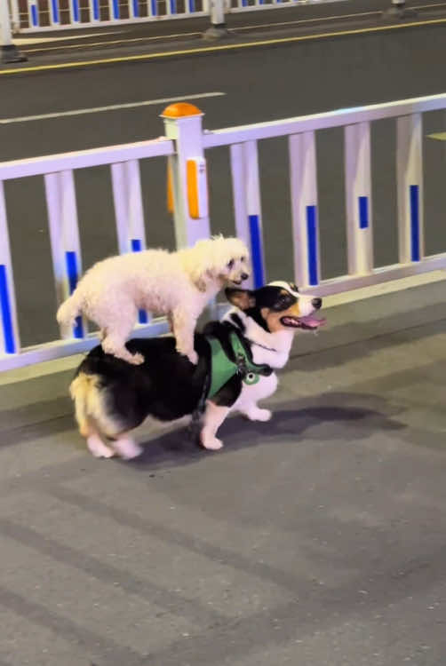 two funny dogs#dog#funny#funnyanimals#funnypets#animals #dogsofttiktok #pet #foryou #funnyvideos