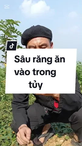 Sâu răng ăn trong tủy lấy cây cúc áo hoa vàng sử dụng #saurang #truonglethuocnam #thuocnam #thuocnamgiatruyen #xuhongtiktok2024 