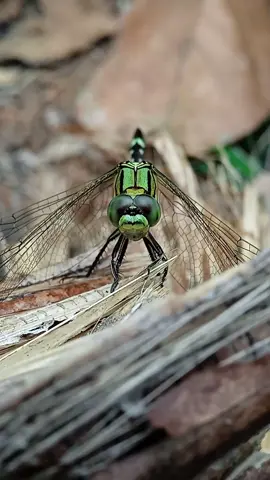 Capung hijau 💚 #serangga #redmi9a #insectsoftiktok #tiktokfyp #birdstiktok #fyp?tiktok♥️ 