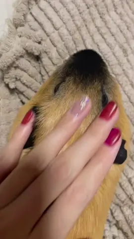 So cute!!!🥰😍😘#guineapig #guineapigs #pet #cute #cutepet #petlover #pettraining #PetsOfTikTok #fyp #funny 