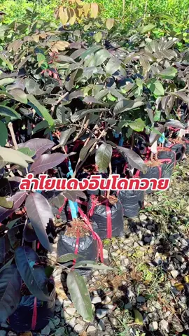 ต้นลำไยแดงอินโดทวาย #ลำไยแดง #ต้นไม้ #กิ่งพันธุ์