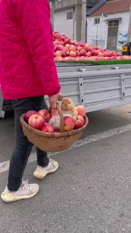 #cute #rabbit