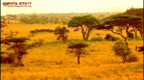 Savana Afrika  #afrika #savana #tiktokanimals #animal #animals #kehidupanhewanliar 