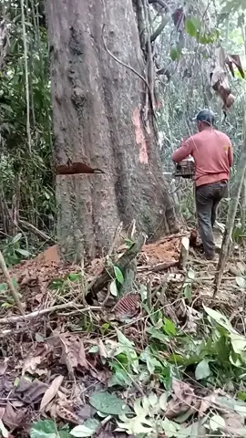 #kayuulinkalimantan#tebangpohon  #ulinzonk#chainsawman #woodworking #lumberjack#sambarata_berau_kaltim #tiktokviral #fypシ #mentahanvideo 