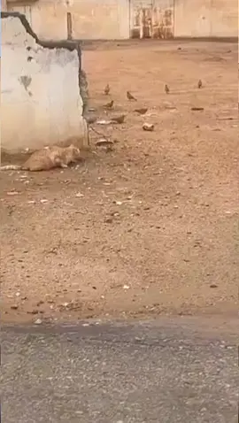 #تيك_توك_السعودية #فيديوهات #اكسبلورexplore 