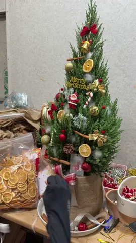 Quá trình một bé Tùng Noel trang trí thủ công nhà em ra đời 🥰🌲🌲🌲 #tungthom #sontung #trangtrinoel #sontungnoel #tungthomnoel #ThuyCayCanh